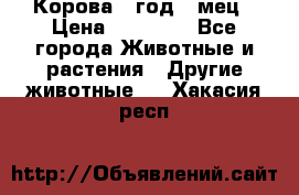 Корова 1 год 4 мец › Цена ­ 27 000 - Все города Животные и растения » Другие животные   . Хакасия респ.